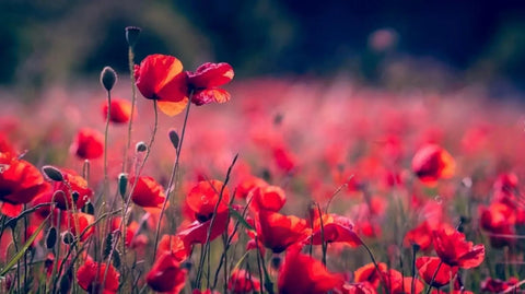 Image of Beautiful Fields of Poppies Wallpaper Murals, Custom Sizes Available