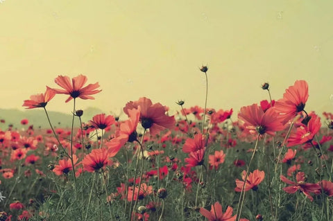 Image of Beautiful Fields of Poppies Wallpaper Murals, Custom Sizes Available