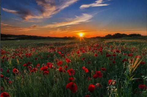 Image of Beautiful Fields of Poppies Wallpaper Murals, Custom Sizes Available
