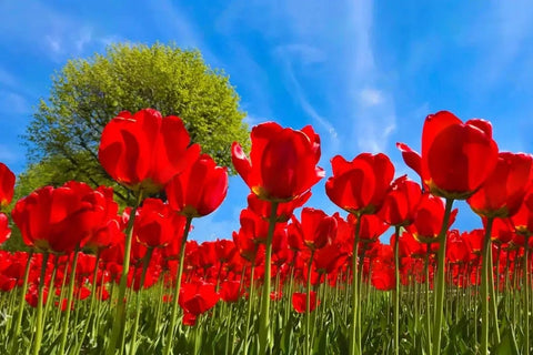 Image of Beautiful Fields of Poppies Wallpaper Murals, Custom Sizes Available