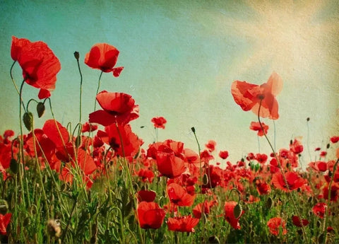 Image of Beautiful Fields of Poppies Wallpaper Murals, Custom Sizes Available