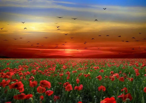 Image of Beautiful Fields of Poppies Wallpaper Murals, Custom Sizes Available