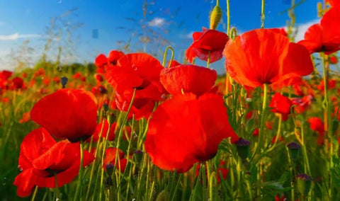 Image of Beautiful Fields of Poppies Wallpaper Murals, Custom Sizes Available