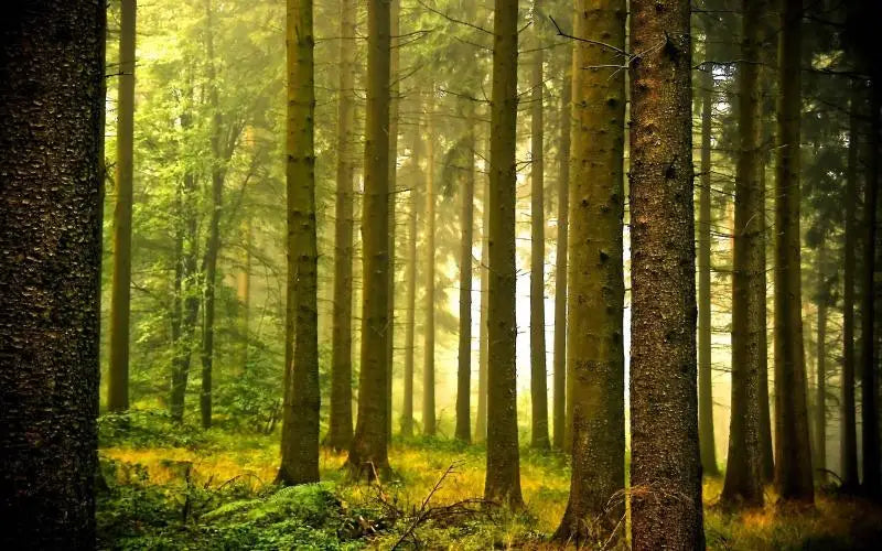 46041266684141|46041266716909|46041266749677|46041266782445|46041266815213|46041267241197|46041269305581