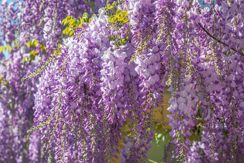 Image of Exquisite Wisteria Blossoms Wallpaper Mural, Custom Sizes Available