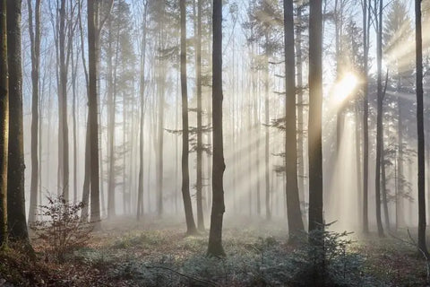 Image of Enchanting Foggy Forest Wallpaper Mural, Custom Sizes Available