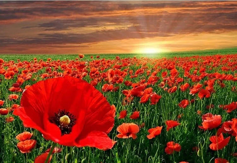 Image of Beautiful Fields of Poppies Wallpaper Murals, Custom Sizes Available