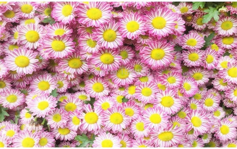 Image of Beautiful Lavender Daisies Wallpaper Mural, Custom Sizes Available