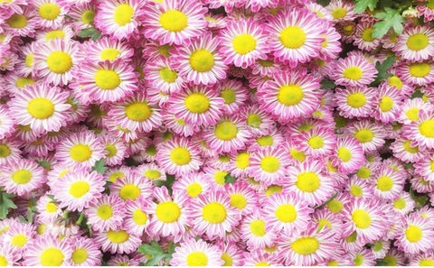 Image of Beautiful Lavender Daisies Wallpaper Mural, Custom Sizes Available