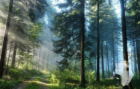 Image of Sunrise On Evergreen Forest Wallpaper Mural, Custom Sizes Available