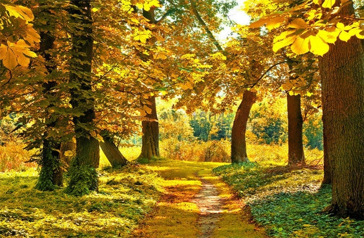 Golden Autumn Leaves and Trees Wallpaper Mural, Custom Sizes Available