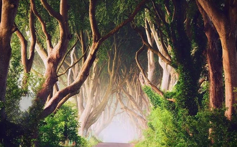 Image of Mysterious Forest Wallpaper Mural, Custom Sizes Available