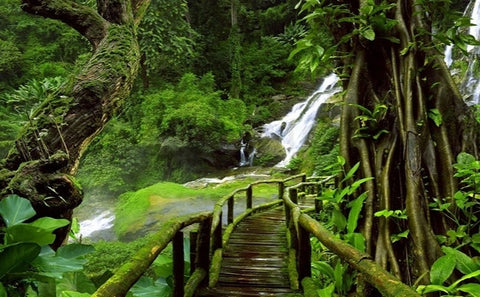 Image of Bridge and Waterfall in Primeval Forest Wallpaper Mural, Custom Sizes Available