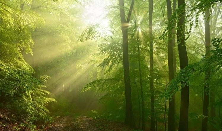 Morning Sunshine Through Forest Wallpaper Mural, Custom Sizes Available