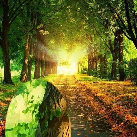 Image of Dirt Oak Alley Landscape Wallpaper Mural, Custom Sizes Available