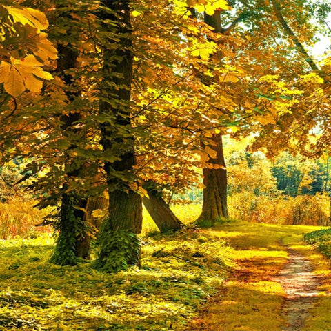 Image of Autumn Forest Path Wallpaper Mural, Custom Sizes Available Household-Wallpaper Maughon's