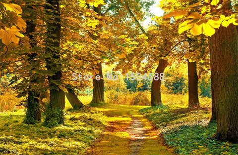 Image of Autumn Forest Path Wallpaper Mural, Custom Sizes Available Household-Wallpaper Maughon's