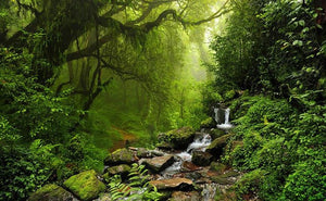Beautiful Forest and Stream Wallpaper Mural, Custom Sizes Available