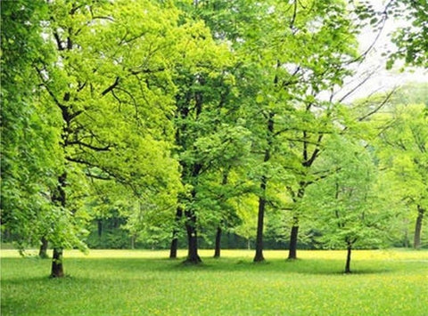 Image of Beautiful Grassy Meadow With Trees Wallpaper Mural, Custom Sizes Available