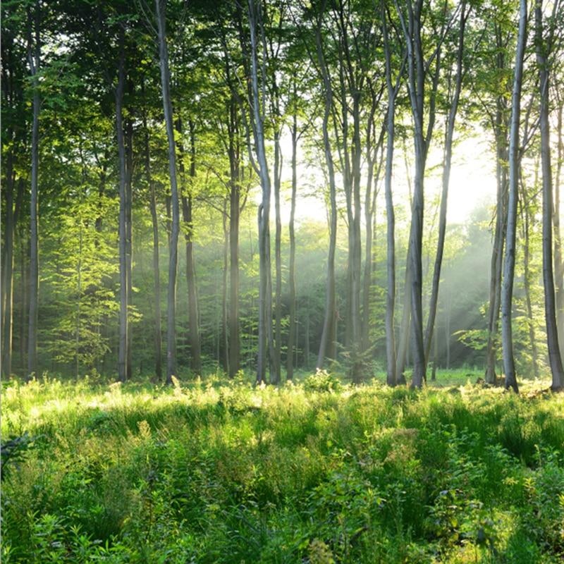 Beautiful Green Forest Scenery Wallpaper Mural, Custom Sizes Available Maughon's