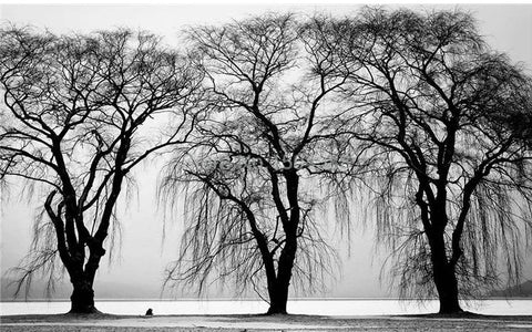 Image of Black And White Tree Silhouettes Wallpaper Mural, Custom Sizes Available Wall Murals Maughon's