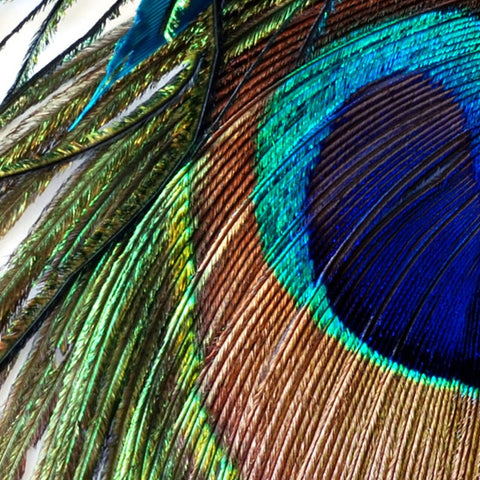 Image of Blue Peacock Feather Wallpaper Mural, Custom Sizes Available Wall Murals Maughon's