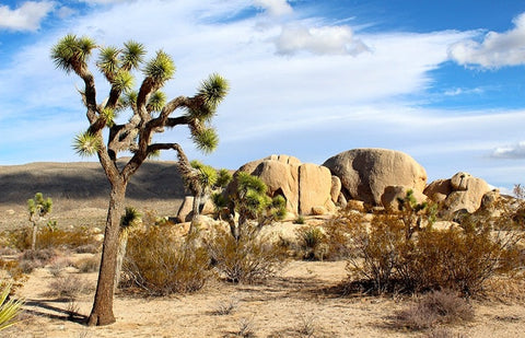 Image of Desert Landscape Wallpaper Mural, Custom Sizes Available Wall Murals Maughon's