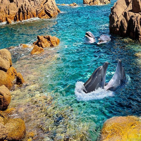 Image of Dolphins Playing Near Shore Vinyl PVC Floor Mural, Self Adhesive, Custom Sizes Available Household-Wallpaper-Floor Maughon's