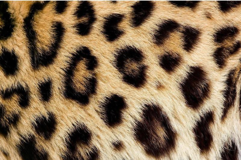 Exotic Leopard Print Wallpaper Mural, Custom Sizes Available Maughon's