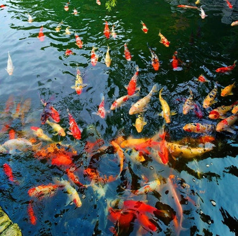 Image of Koi Pond Vinyl PVC Floor Mural, Self Adhesive, Custom Sizes Available