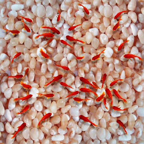 Image of Koi and White Pebbles Self Adhesive Floor Mural, Custom Sizes Available Household-Wallpaper-Floor Maughon's