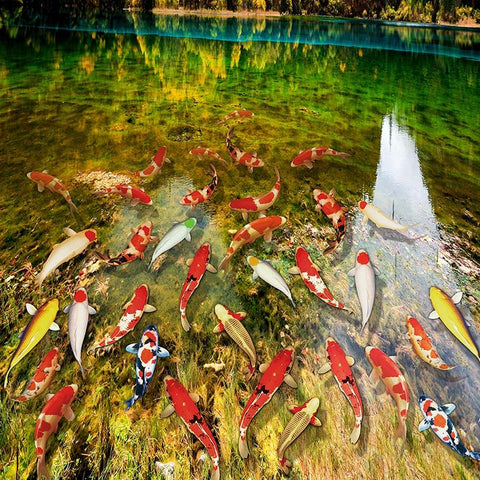 Image of Lake Fish Wallpaper Mural, Custom Sizes Available Maughon's