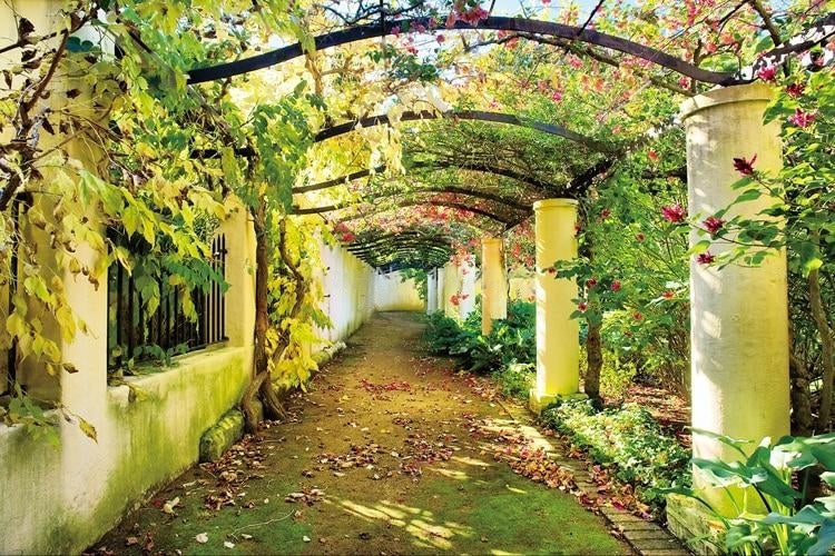 Mural de papel pintado Rose Arbor, tamaños personalizados disponibles