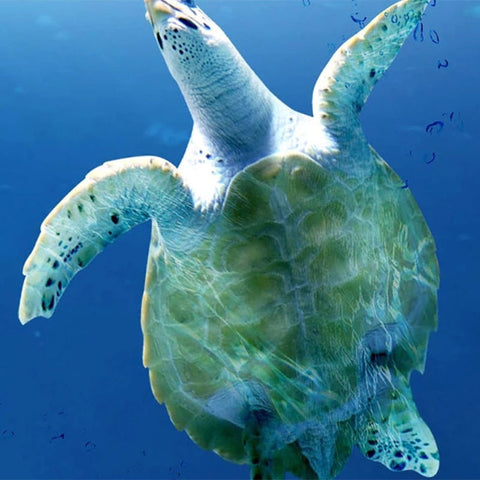 Image of Self-Adhesive Dolphin Pod Bathroom Mural, Custom Sizes Available Wall Murals Maughon's