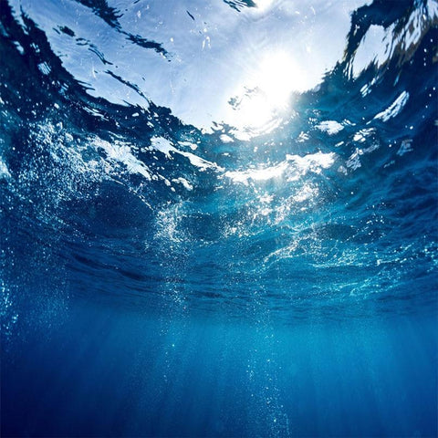 Image of Underwater Ceiling Mural, Custom Sizes Available Maughon's