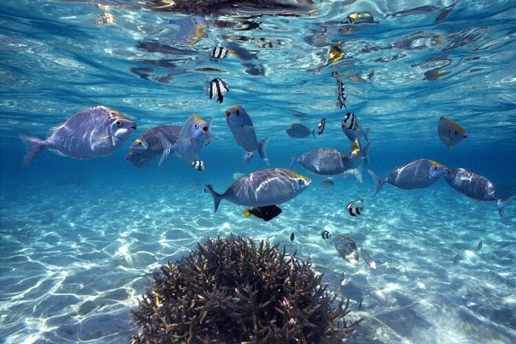 Underwater Tropical Fish Wallpaper Mural, Custom Sizes Available Wall Murals Maughon's