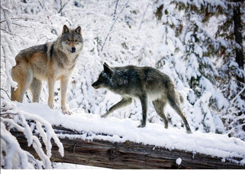 Wolf, Snow Wallpaper Mural, Custom Sizes Available Maughon's