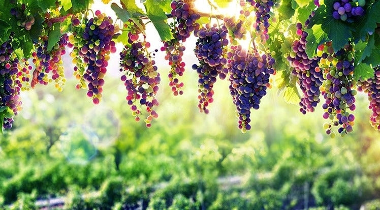 Clusters of Purple Grapes In Vineyard Wallpaper Mural, Custom Sizes Available