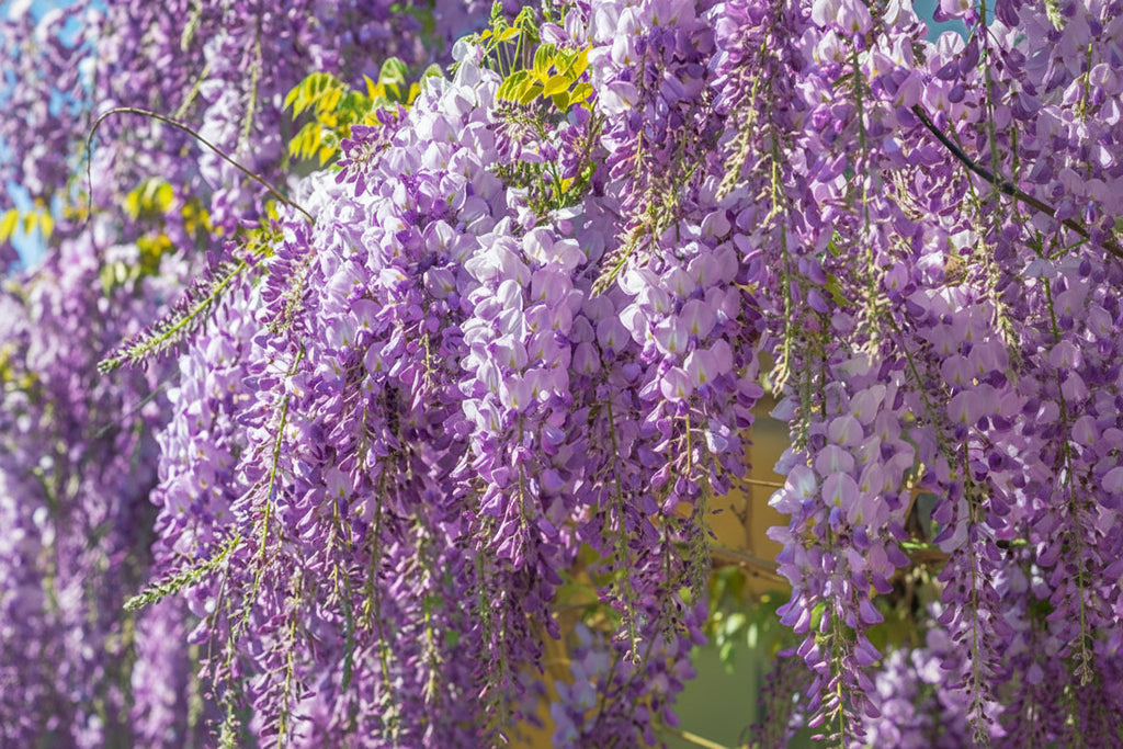 Exquisite Wisteria Blossoms Wallpaper Mural, Custom Sizes Available