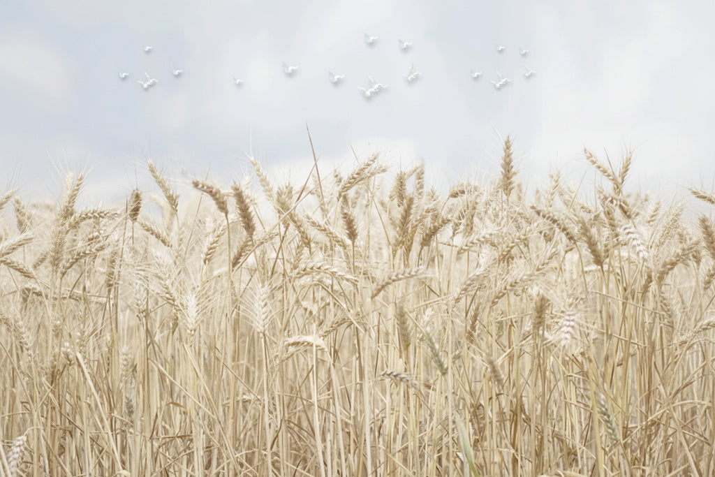 Golden Wheat Fields Wallpaper Mural, Custom Sizes Available