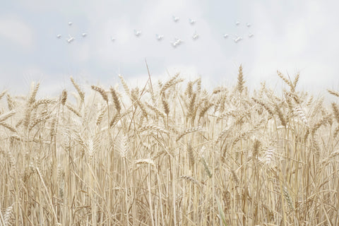 Image of Golden Wheat Fields Wallpaper Mural, Custom Sizes Available