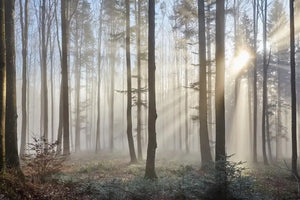 Enchanting Foggy Forest Wallpaper Mural, Custom Sizes Available