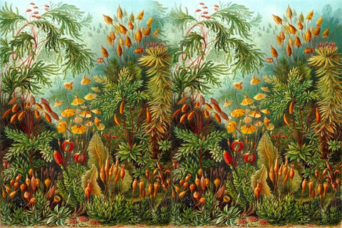 Image of Exquisite Tropical Rainforest Wallpaper Murals, Seven Depictions, Custom Sizes Available