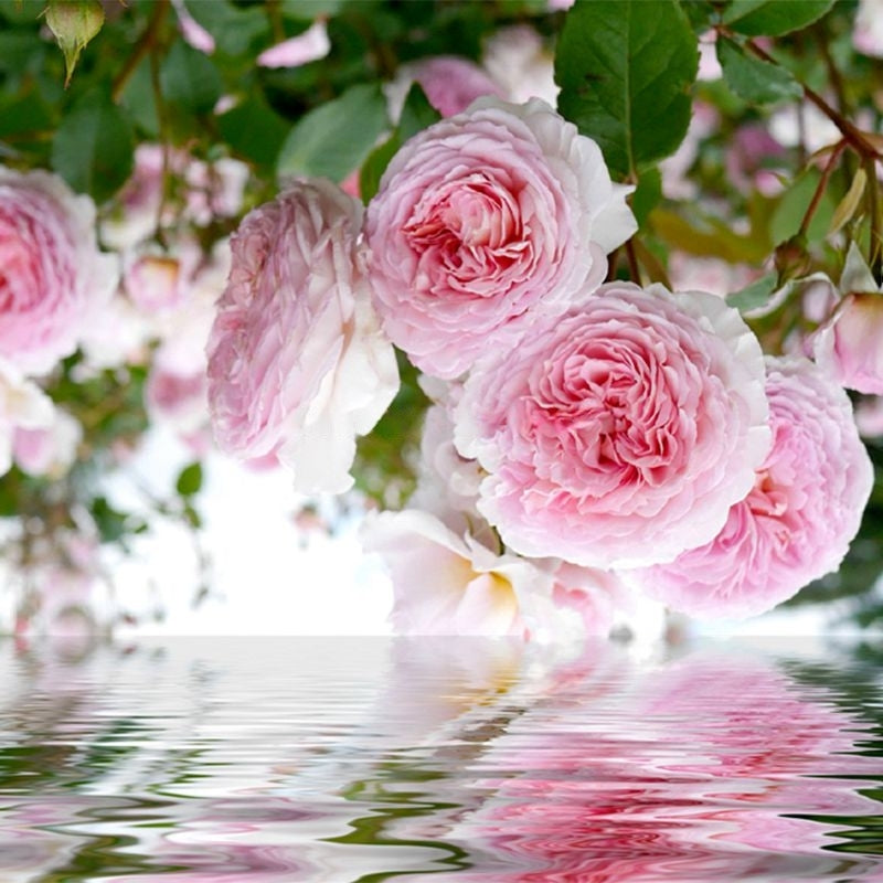 Beautiful Pink Roses Reflection Wallpaper Mural, Custom Sizes Available
