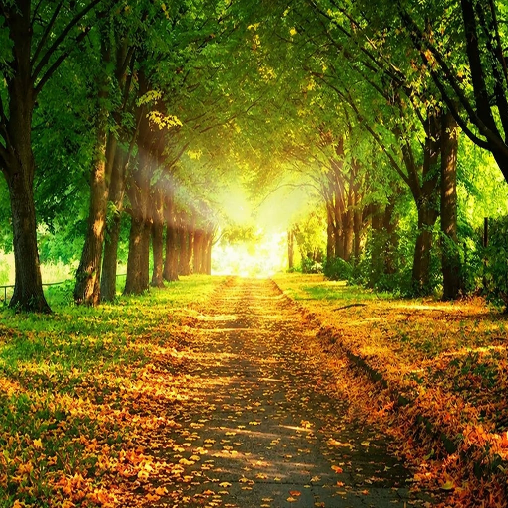 Dirt Oak Alley Landscape Wallpaper Mural, Custom Sizes Available