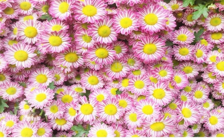 Beautiful Lavender Daisies Wallpaper Mural, Custom Sizes Available