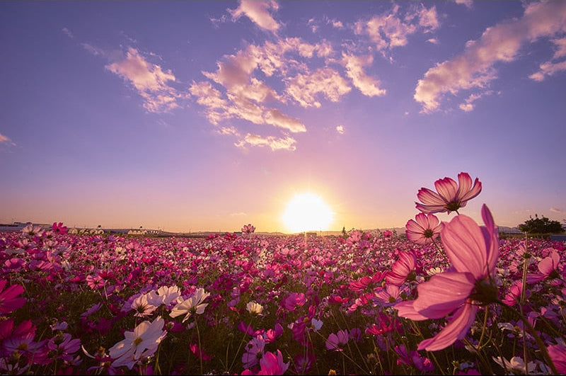Amazing Field Of Flowers Wallpaper Mural, Custom Sizes Available