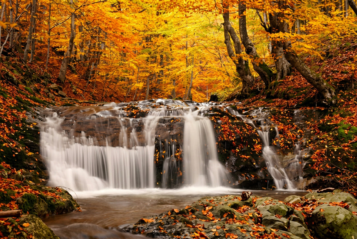 Beautiful Autumn Forest Waterfall Wallpaper Mural, Custom Sizes Available