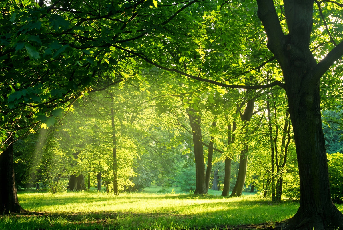 Beautiful Green Meadow and Trees Wallpaper Mural, Custom Sizes Available