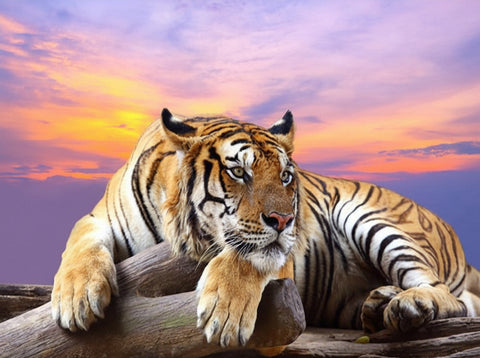 Image of Beautiful Tiger Wallpaper Mural, Custom Sizes Available